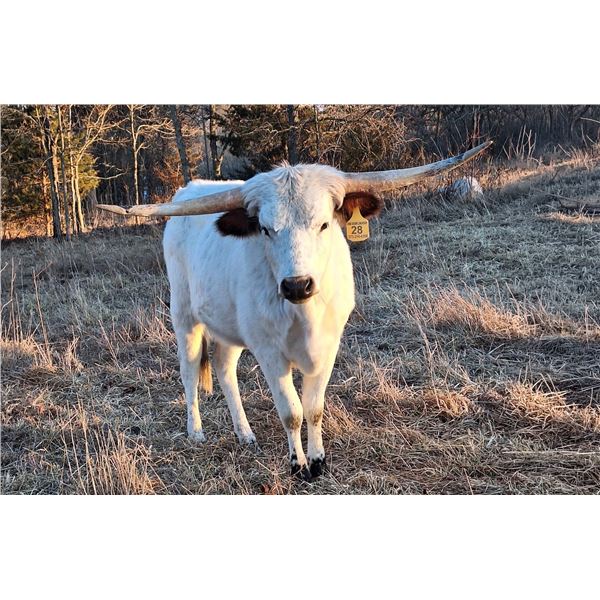 HG Sterling Savannah