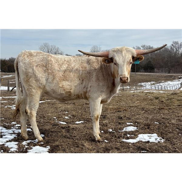 BCK Titans Pure Seduction