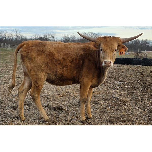 RRR Miss Lady In Red 420