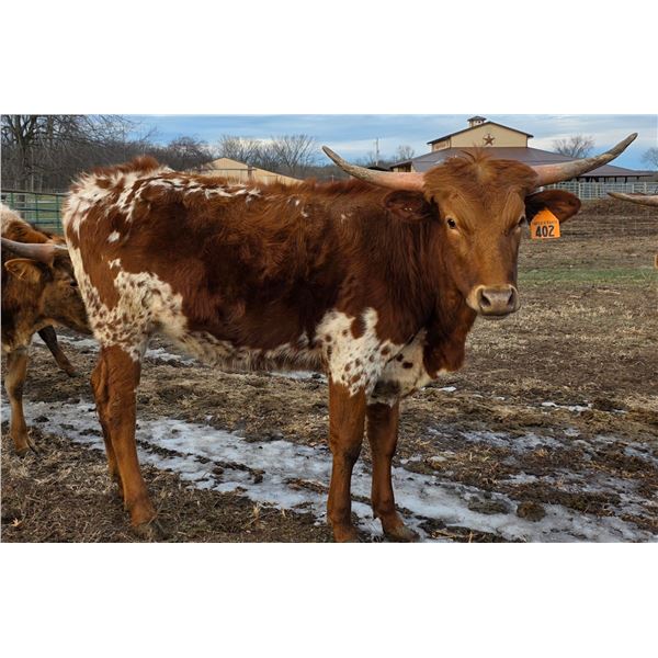 RRR Miss Tuxetdo's Gal 402