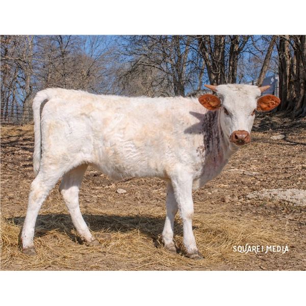 Maryann Sharp Maid R-H