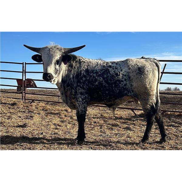 LCL Freckled Black Star