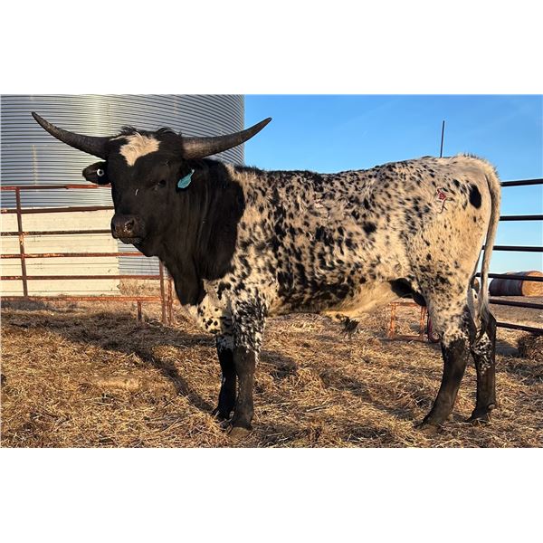 LCL Shooting Black Star