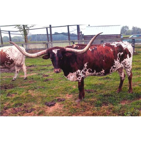 TXN Isabella Special