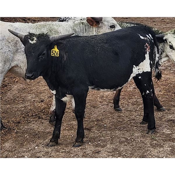 SUB LOT: TCC Pretty Girl