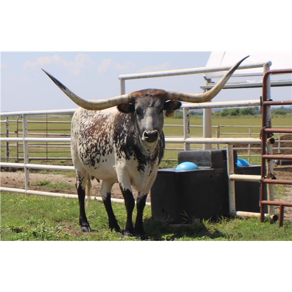 HELM Secret Love 923