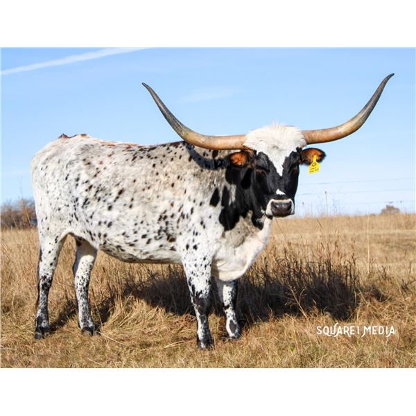 Grace Under Fire 2/1