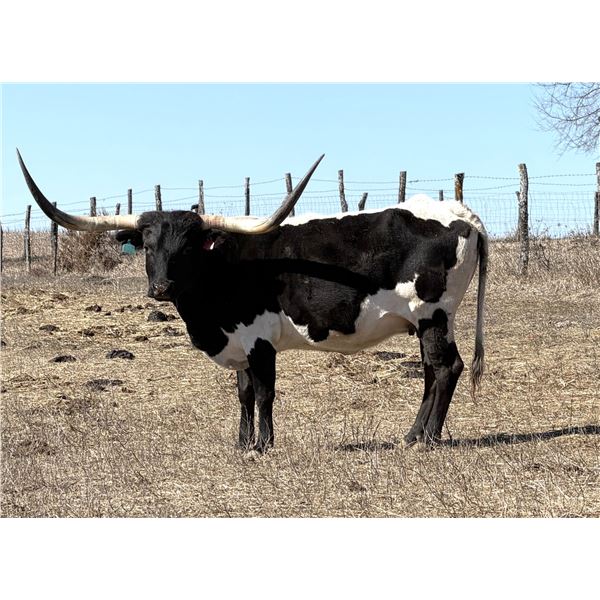 LF Mid Fortune Teller