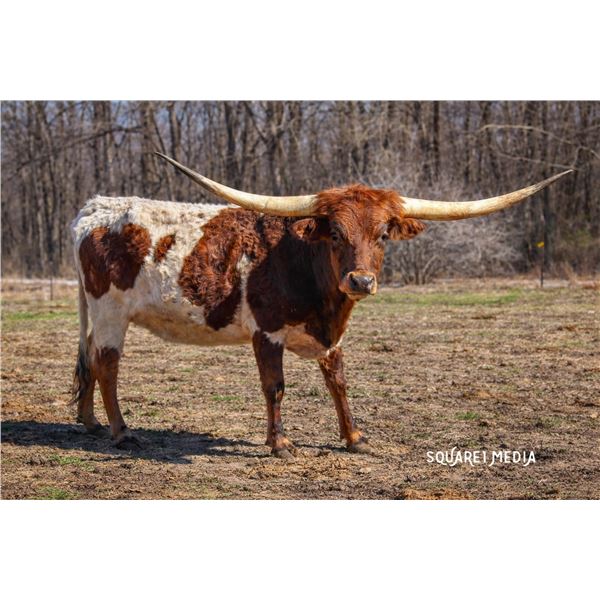 Fashionable Queen R-H