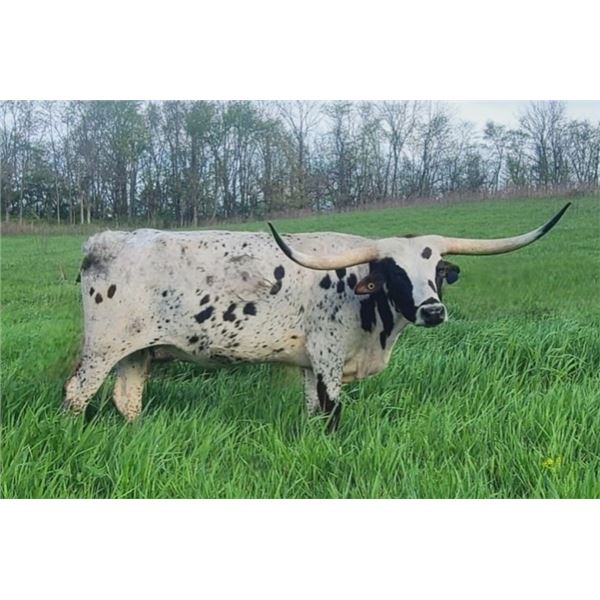 TR Rebel's Wilderness