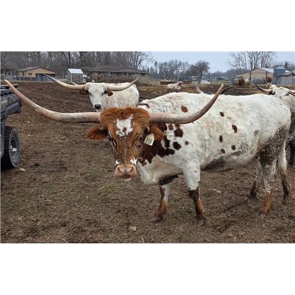 RRR Miss Princess 239