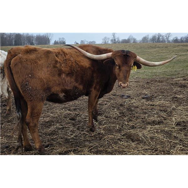 RRR Miss Lady In Red 120