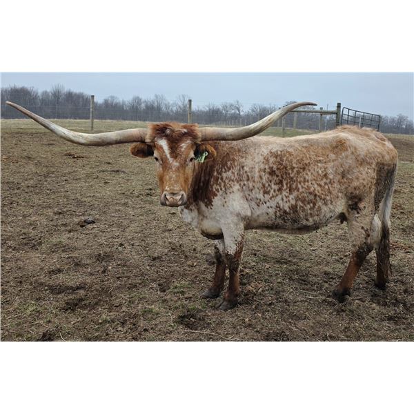 RRR Miss Tommy's Girl 914