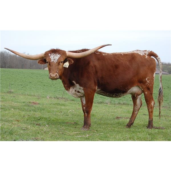 RRR Miss Jag's Star 842