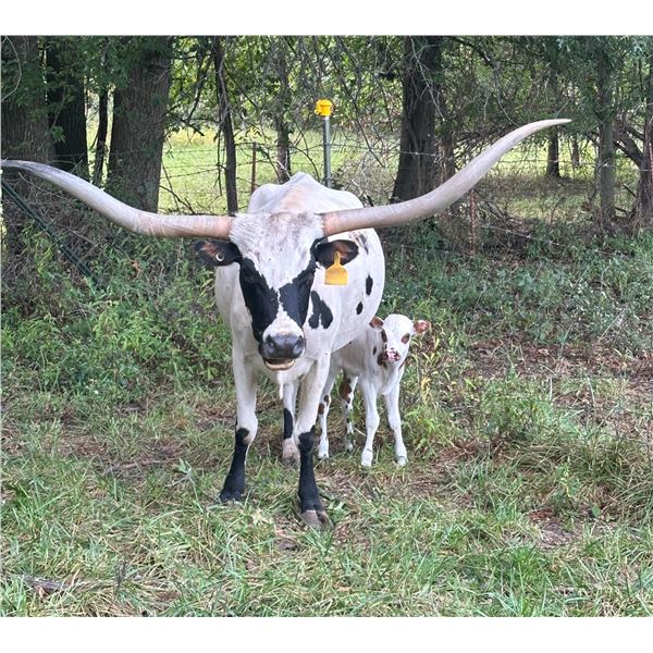 RED Barts Grande Belle