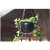 Image 2 : 2 Planters