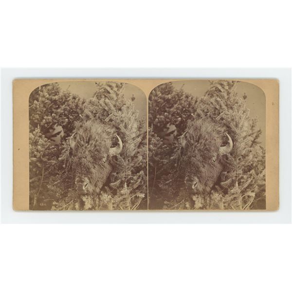 Mrs Maxwell Rocky Mountain Museum Stereoview