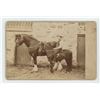Image 1 : Occupational Draft Horse Breeder Cabinet Photo