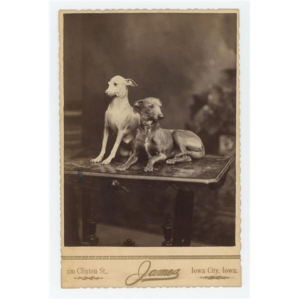 Whippets Racing Dog Cabinet Photo
