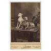 Image 1 : Whippets Racing Dog Cabinet Photo