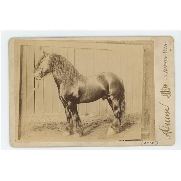 Pride of Mull Clydesdale Stallion Cabinet Photo