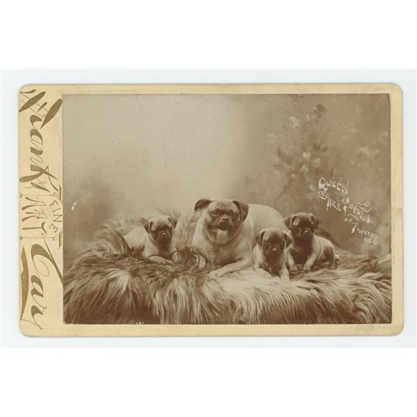 Queen the Pug and Her Puppies Cabinet Photo