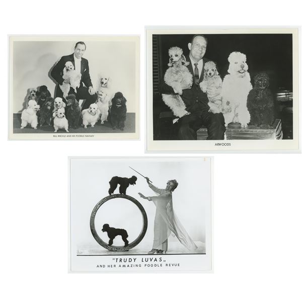 Poodle Performance Performer Photos