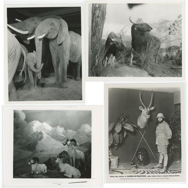 Natural History Museum Taxidermy Photos