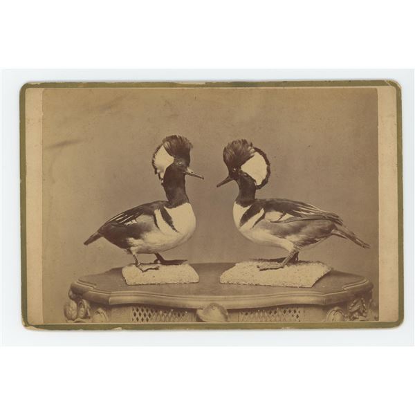 Taxidermy Hooded Mergansers Duck Cabinet Photo
