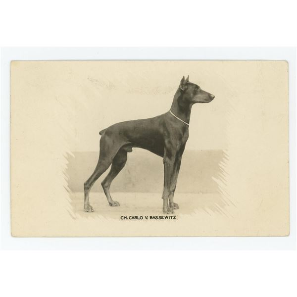 Doberman Pinscher Dog Pedigree RPPC Postcard