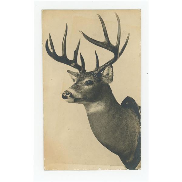 Wisconsin Taxidermy Deer Mount RPPC Postcard