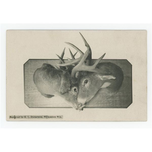 Deer Killed in Combat Taxidermy RPPC Postcard