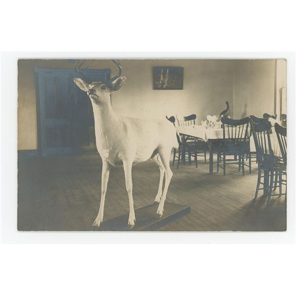 Albino Deer Hotel Mercer Wisconsin RPPC Postcard