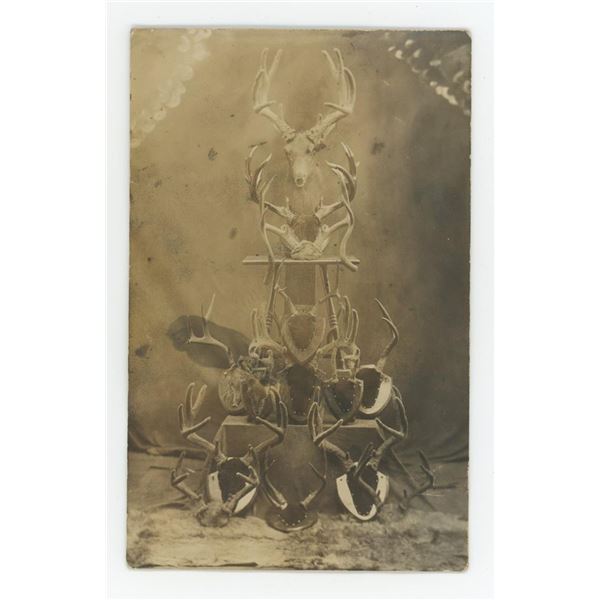 Taxidermy Deer Horn Mounts RPPC Postcard