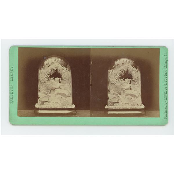 Skeleton Leaves Lovejoy & Foster Stereoview