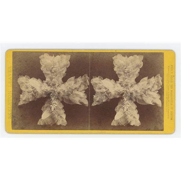 John Soule Skeleton Leaves Post Mortem Stereoview
