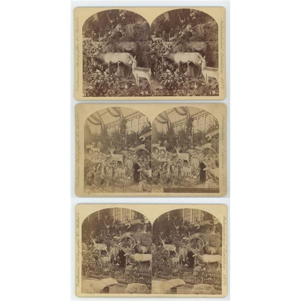 Martha Maxwell Taxidermy Exhibit Stereoviews