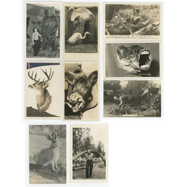 Collection of Oddity and Taxidermy RPPC Postcards