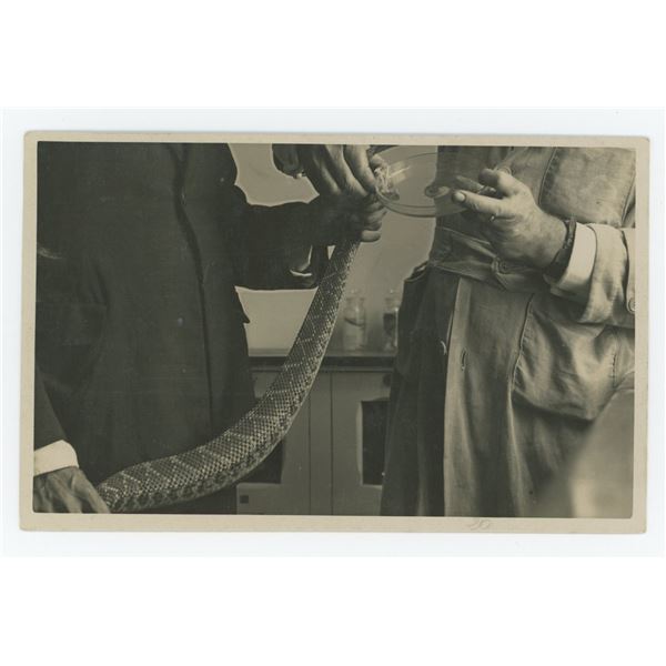 Milking the Snake Occupational RPPC Postcard