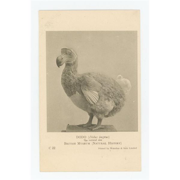 Dodo Bird British Museum Natural History Postcard