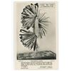 Image 1 : Norfolk Knife Folk Art RPPC Postcard