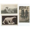 Image 1 : Animal Sculptures Monuments RPPC Postcards