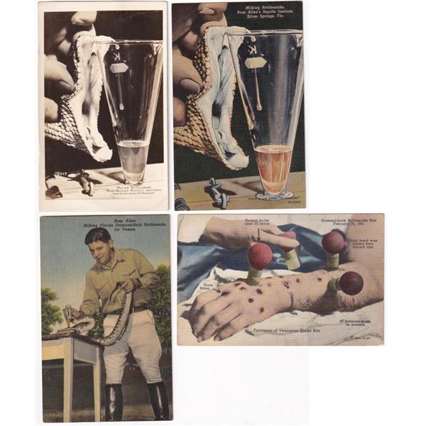 Ross Allen's Reptile Institute Postcards