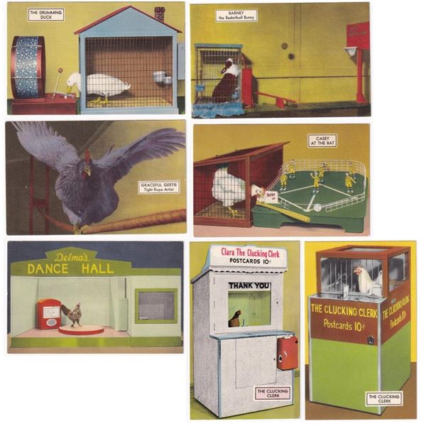 IQ Zoo Hot Springs Arkansas Postcards