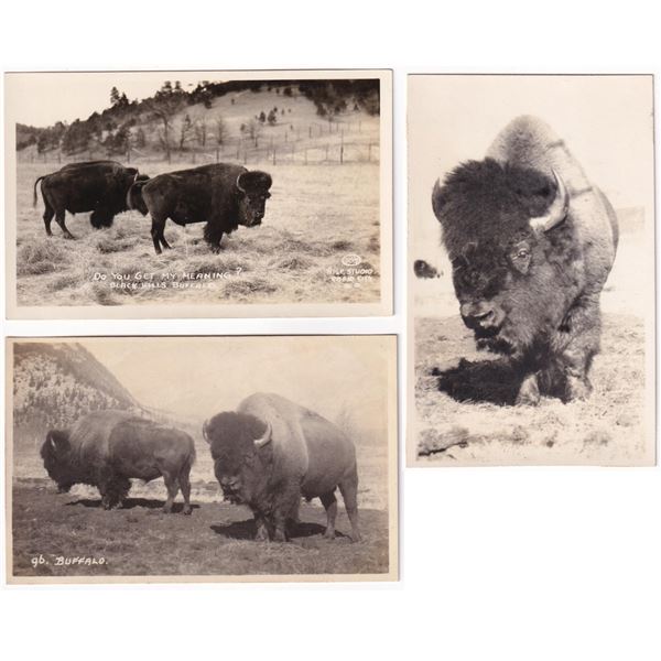 Black Hills Buffalo RPPC Postcards