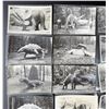 Image 2 : Domke's Prehistorical Zoo RPPC Postcards