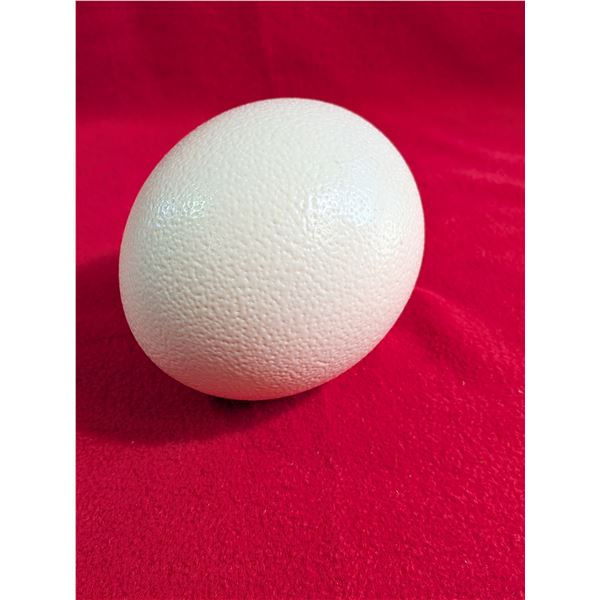 OSTRICH Egg
