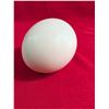 Image 1 : OSTRICH Egg