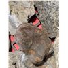 Image 9 : BOX OF ROCKS
