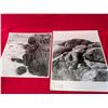 Image 1 : VINTAGE SEASIDE PHOTOGRAPHS